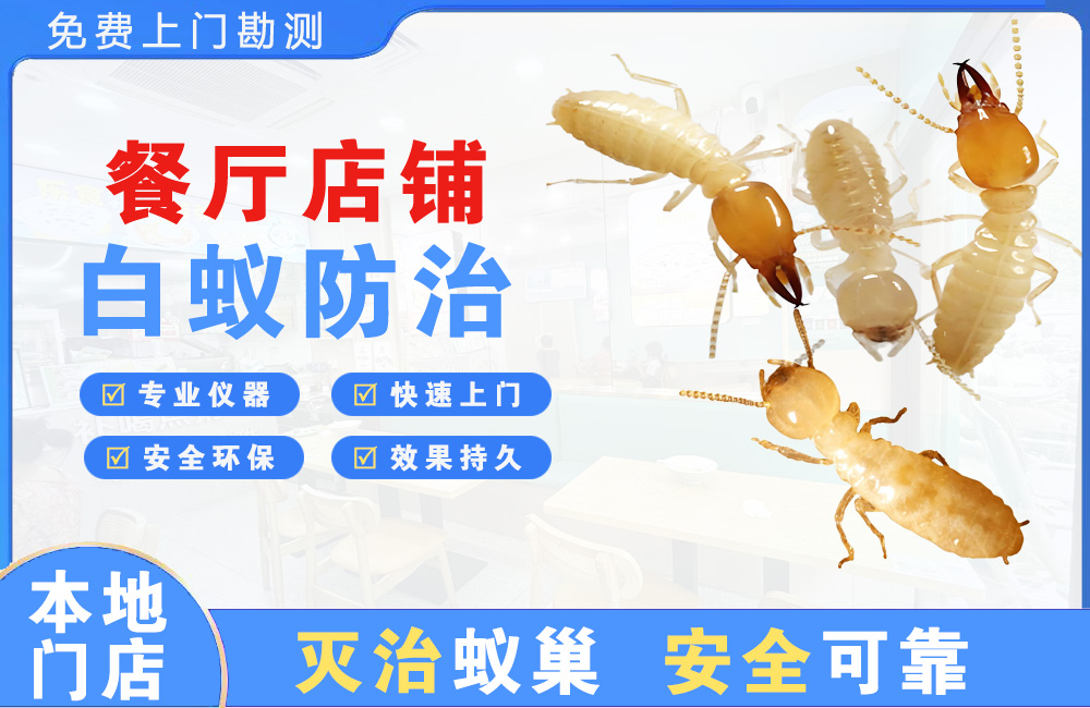温州餐厅店铺白蚁防治